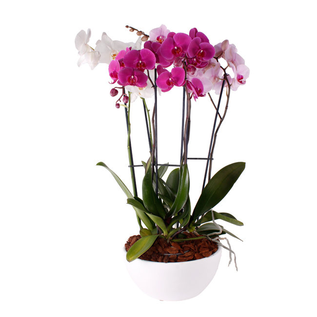 Orquídea Rosa. Plantas, Cestas y Composiciones · Tienda Online en Alcalá de Henares · Madrid