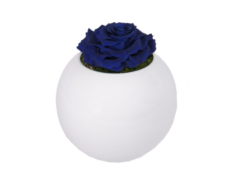 Pecera Rosa Eterna · Floristería Pétalos Tienda Online en Alcalá de Henares · Madrid