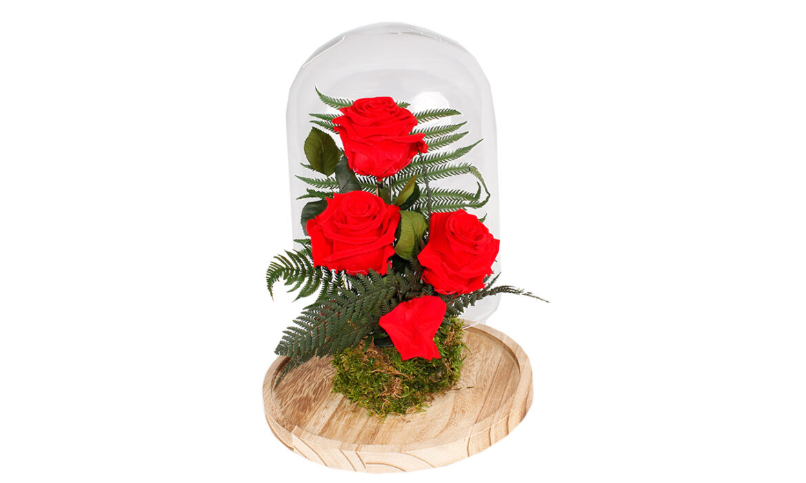 Cúpula 3 Rosas Eternas Rojas. Floristería Pétalos · Tienda Online. Gran selección de complementos florales: jarrones, maceteros, cestas para flores y plantas. Haz tu pedido online y recibe el envío en tu domicilio.