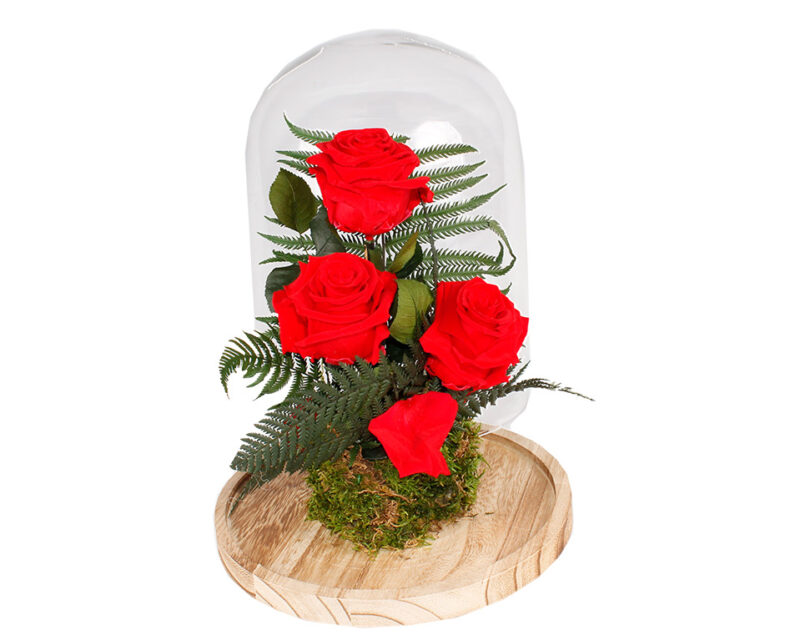 Cúpula 3 Rosas Eternas Rojas. Floristería Pétalos · Tienda Online. Gran selección de complementos florales: jarrones, maceteros, cestas para flores y plantas. Haz tu pedido online y recibe el envío en tu domicilio.